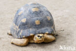 Radiated Tortoise (Testudo radiata)