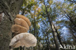 Porcelain fungus (Oudemansiella mucida)