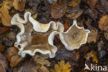 Fleecy Milk-cap (Lactarius vellereus)