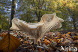 Fleecy Milk-cap (Lactarius vellereus)