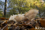 Fleecy Milk-cap (Lactarius vellereus)