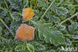 Ruwe berk (Betula pendula)