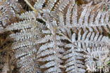 Western brackenfern (Pteridium aquilinum)