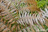 Western brackenfern (Pteridium aquilinum)