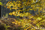 Beuk (Fagus sylvatica)