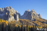 Europese lork (Larix decidua)