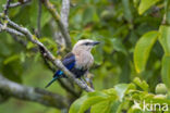 Blauwbuikscharrelaar (Coracias cyanogaster)