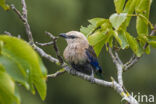 Blauwbuikscharrelaar (Coracias cyanogaster)