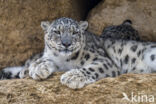 Snow leopard (Panthera uncia)