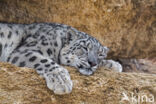 Snow leopard (Panthera uncia)