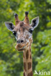 Noordelijke giraffe (Giraffa camelopardalis)