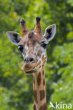 Northern giraffe / three-horned giraffe (Giraffa camelopardalis)