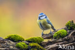 Blue Tit (Parus caeruleus)