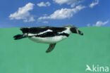 Humboldt penguin (Spheniscus humboldti)