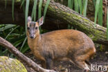 Reeves s Muntjac (Muntiacus reevesi)