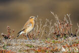 Northern Wheatear (Oenanthe oenanthe)