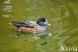 Chiloe Wigeon (Anas sibilatrix)