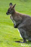 Roodhalswallabie (Macropus rufogriseus)