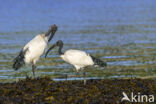 Sacred Ibis (Threskiornis aethiopicus)