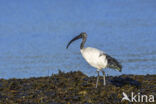 Heilige Ibis (Threskiornis aethiopicus)