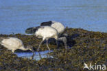 Heilige Ibis (Threskiornis aethiopicus)