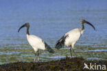 Heilige Ibis (Threskiornis aethiopicus)