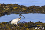 Sacred Ibis (Threskiornis aethiopicus)