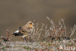 Northern Wheatear (Oenanthe oenanthe)