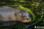 Reuzenotter (Pteronura brasiliensis)