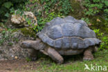 Reuzenschildpad (Testudo gigantea)