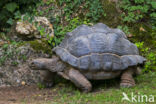 Aldabra Tortoise (Testudo gigantea)