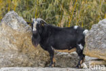 dwarf Goat (Capra domesticus)