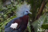 Sclater s crowned pigeon (Goura sclaterii)