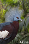 Sclater s crowned pigeon (Goura sclaterii)