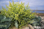 Seakale (Crambe maritima)