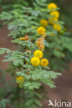 whitethorn acacia (Acacia constricta)