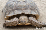 Sporenschildpad (Geochelone sulcata)