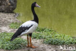 Magpie Goose (Anseranas semipalmata)
