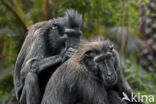 Black Macaque (Macaca nigra)