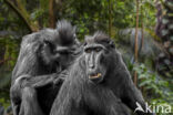 Black Macaque (Macaca nigra)