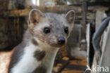 Beech Marten (Martes foina)