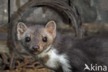 Beech Marten (Martes foina)