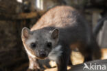 Beech Marten (Martes foina)