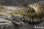 Netpython (Typhlops reticulatus)