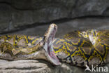 Reticulated python (Typhlops reticulatus)