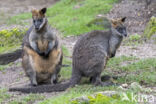 Moeraswallaby (Wallabia bicolor)