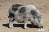 Pig (Sus domesticus)