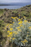 Senecio cineraria