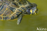 Geelbuikschildpad (Trachemys scripta scripta)