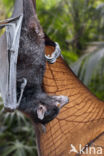 Lyle s flying fox (Pteropus lylei)